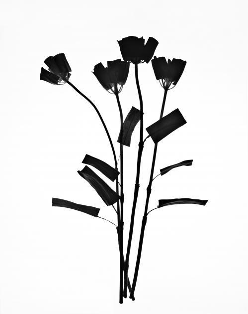 Jane Benson, every day to come (Tulip), 2021, archival inkjet print on paper, 66,04 x 52,07 cm