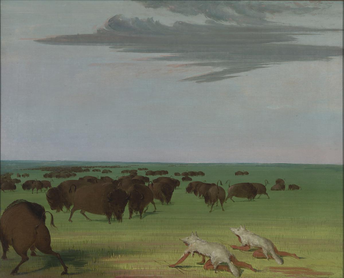 Nordamerikanische Ureinwohner schleichen sich in Wolfspelzen an Büffeln heran, da Wölfe weniger Furcht einflößen als Menschen: "Buffalo Hunt under the Wolf-skin Mask" des Malers George Catlin von 1832-1833, zu sehen im Smithsonian American Art Museum in Washington 
