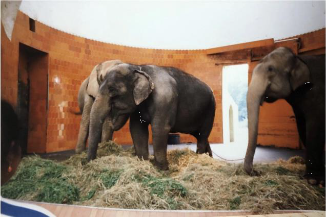 Elefantenhaus im Tierpark Hellabrunn, München, frühe 1990er-Jahre, Privatfoto