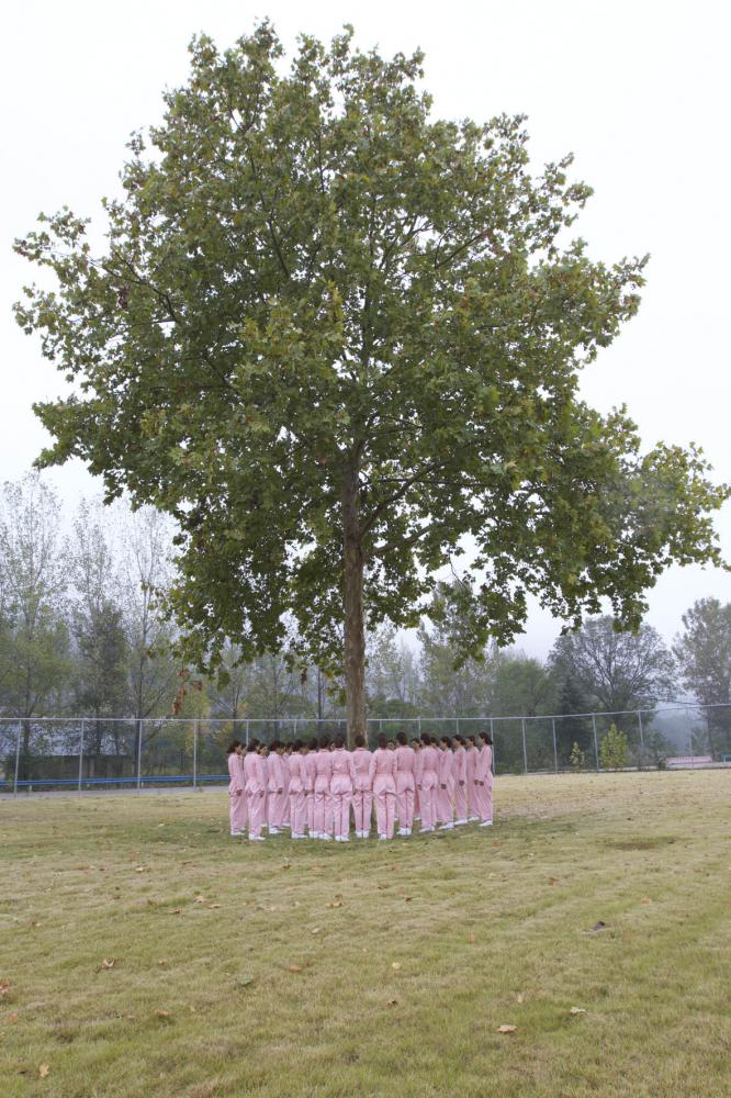 "tree some pink", 2019
