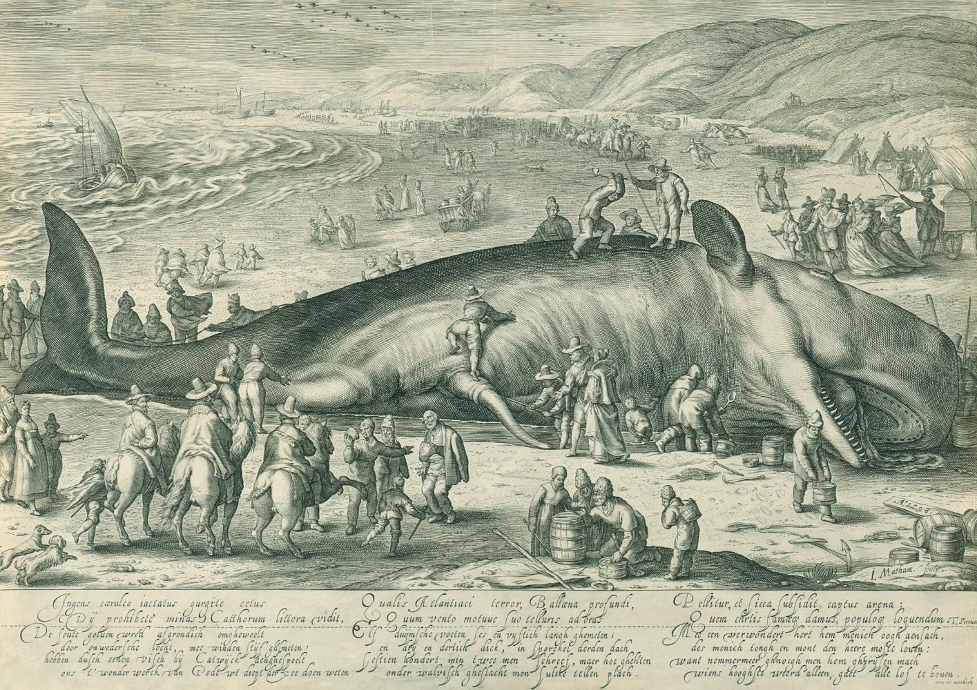 Hendrick Goltzius und Jacob Matham "Der 1598 bei Berkeley gestrandete Wal", 1598