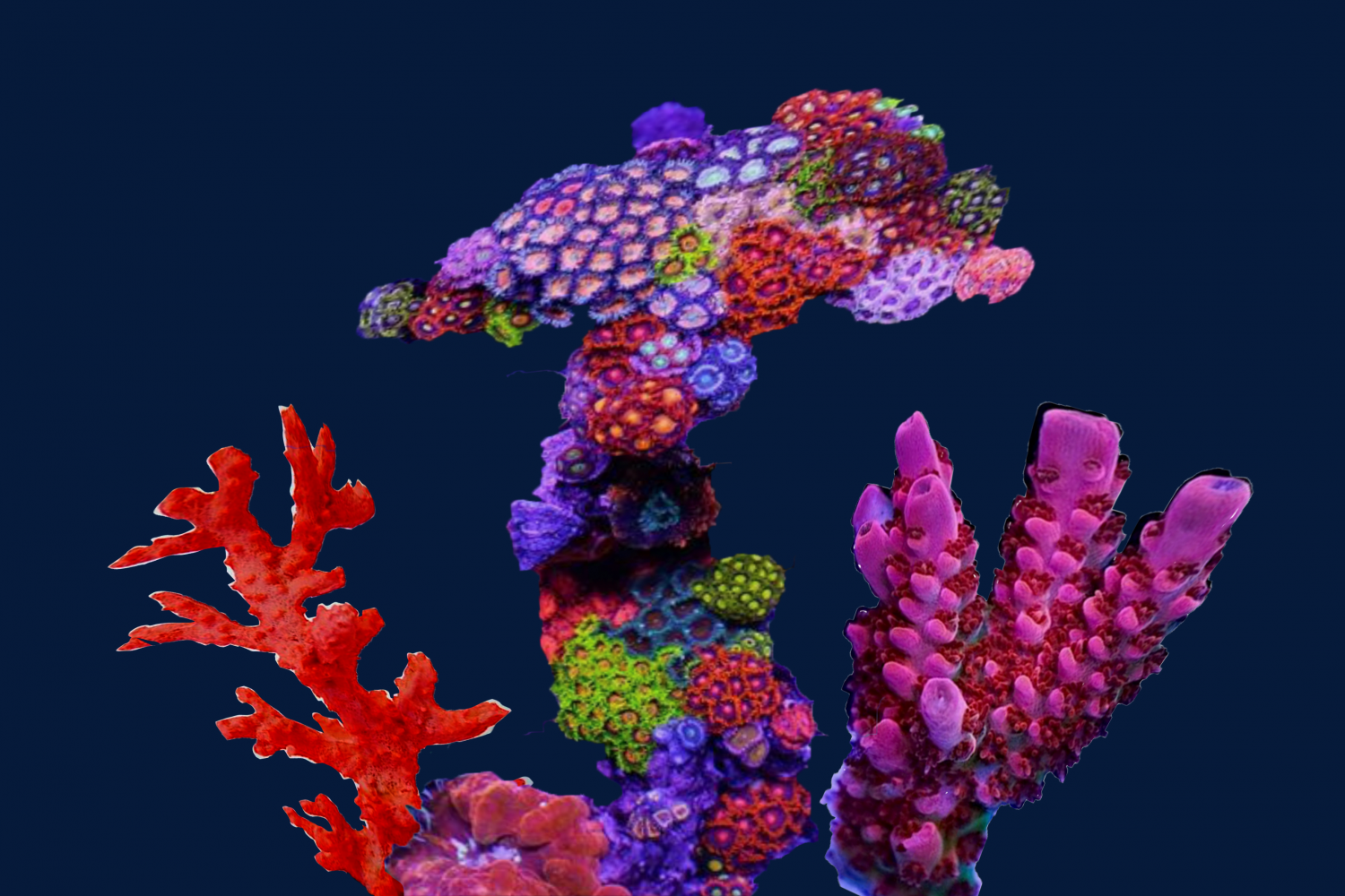 Margaret und Christine Wertheim, The Institute For Figuring: Entwurf für das Baden-Baden Satellite Reef