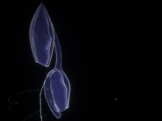Siphonophore. Still aus dem Film "Vertical Migration" von SUPERFLEX
