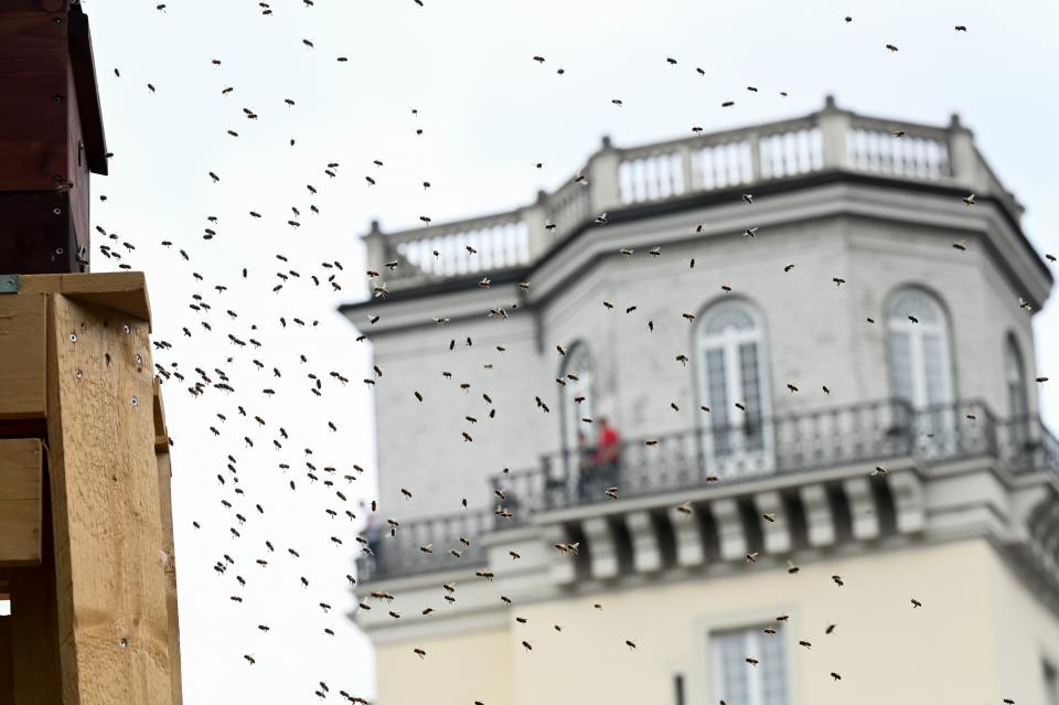 Bienen fliegen vor dem Documenta-Ausstellungsort Ottoneum den "Beetower" an, eine Kollaboration mit dem Kollektiv INLAND (im Hintergrund der Zwehrenturm des Fridericianums). Während sich die Weltkunstschau zum Publikumserfolg entwickelt, beschäftigt der Antisemitismus-Eklat weiter die Verantwortlichen
