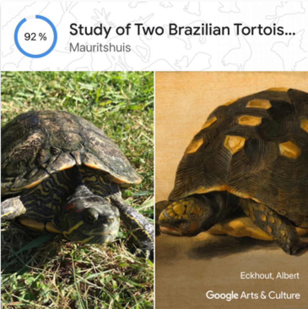 Schildkröte Agathe, Albert Eckhout "Study of Two Brazilian Tortoises", 1640