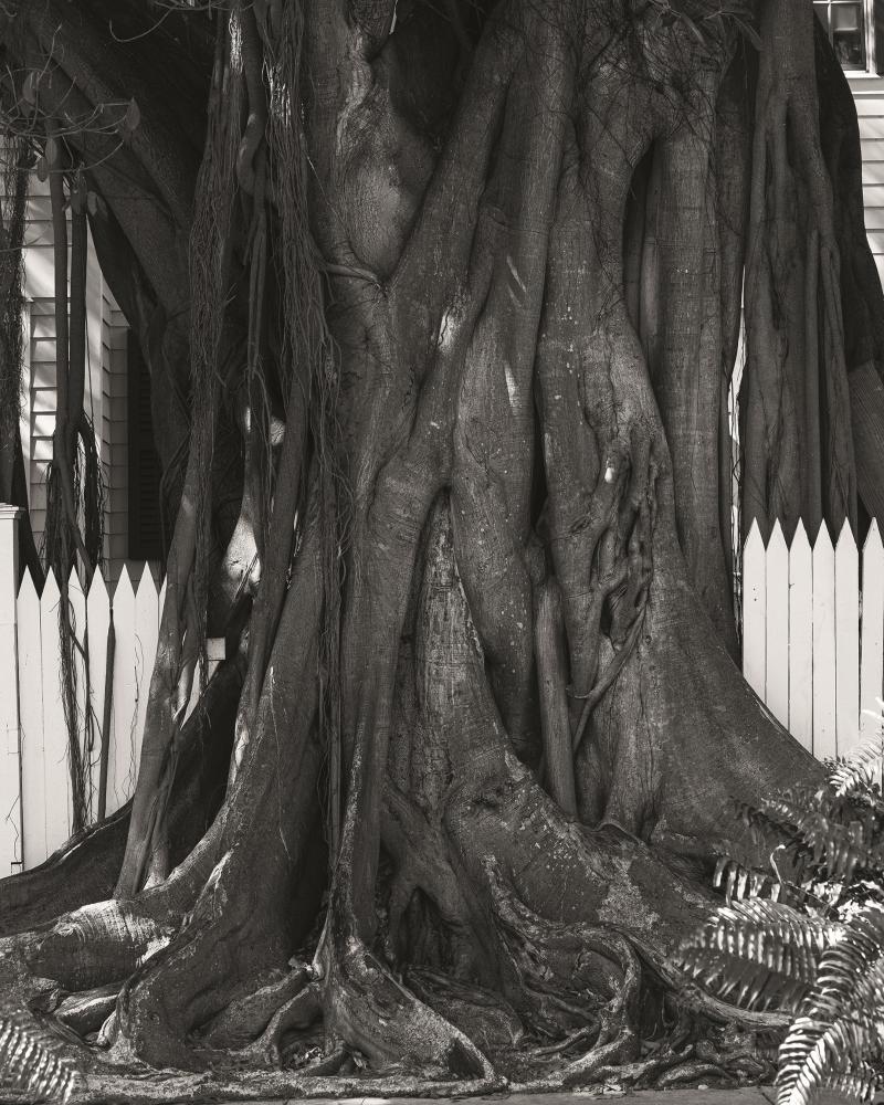"Banyan Tree, Key West", 2021